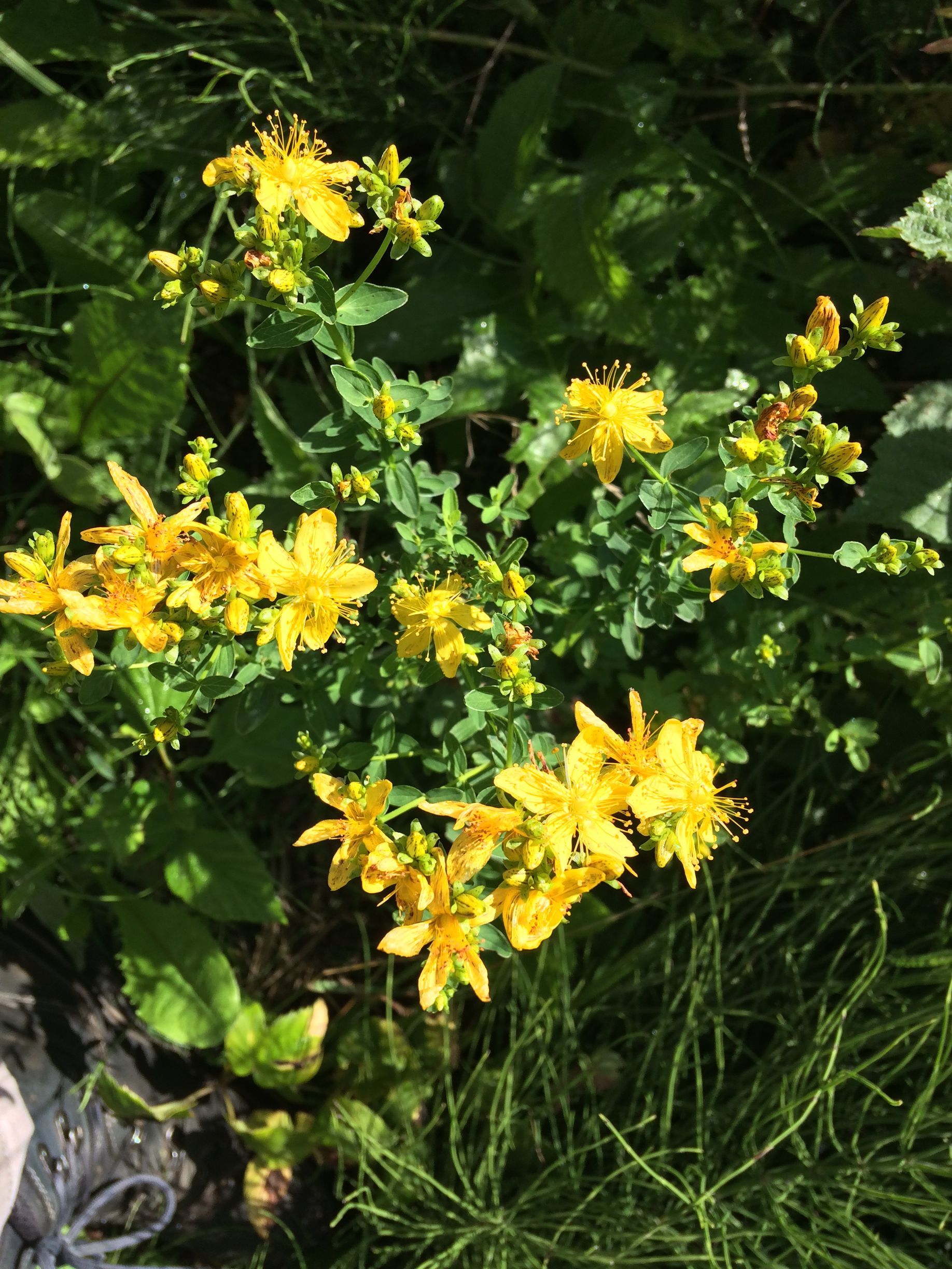 Gelbe Blüten einer Johanniskrautpflanze in Nahaufnahme