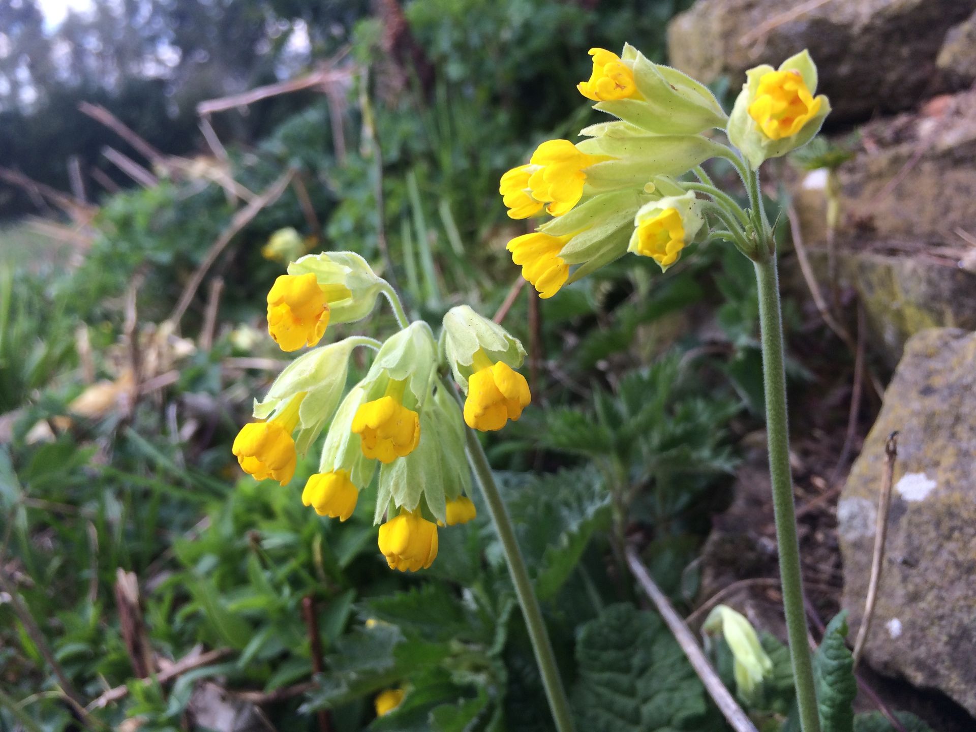 Gelbe Schlüsselblumen auf grünem Hintergrund.