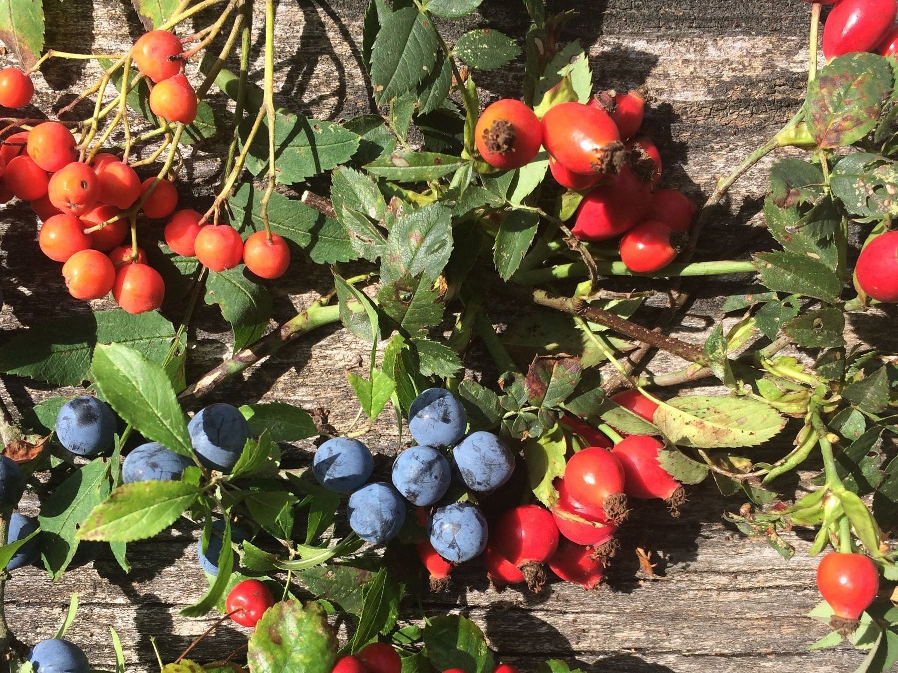 Eine Nahaufnahme einer Pflanze mit Dornen und Knospen
