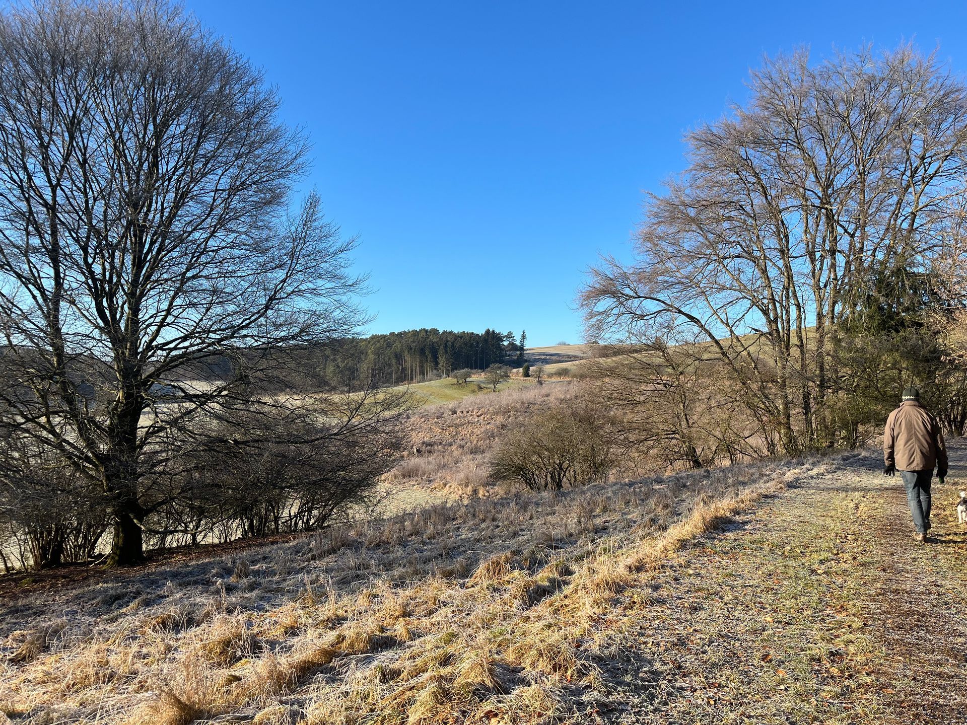 Ein lichter Kiefernwald