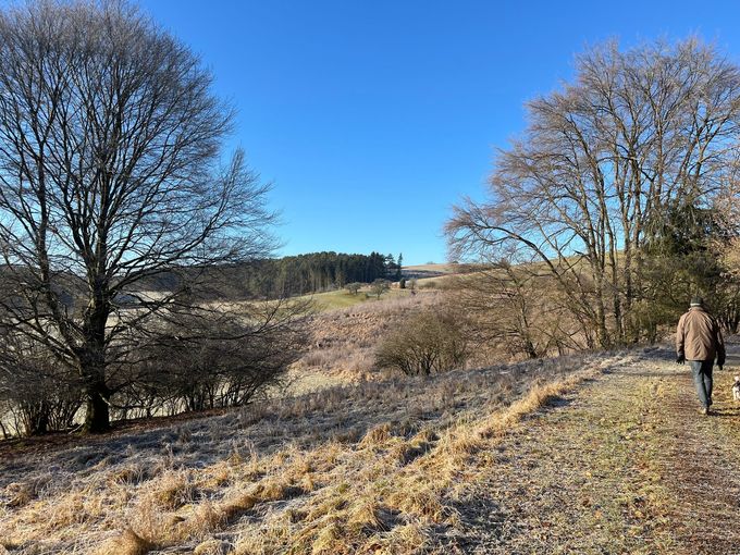 Ein Baum ohne Blätter steht mitten auf einem Feld.