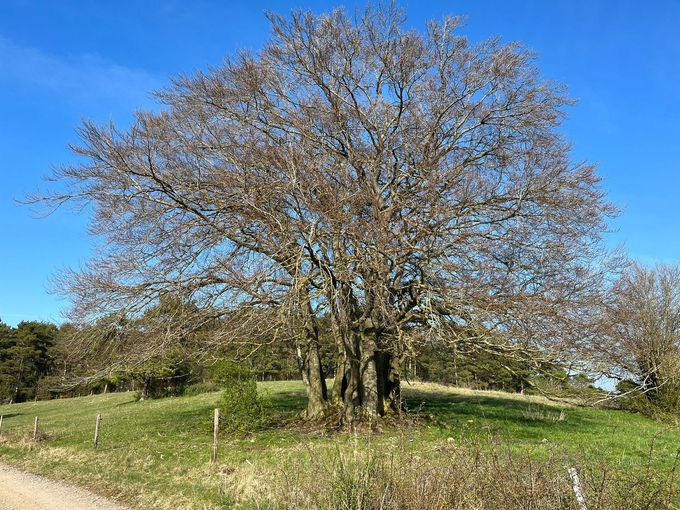Ein Baum ohne Blätter steht mitten auf einem Feld.