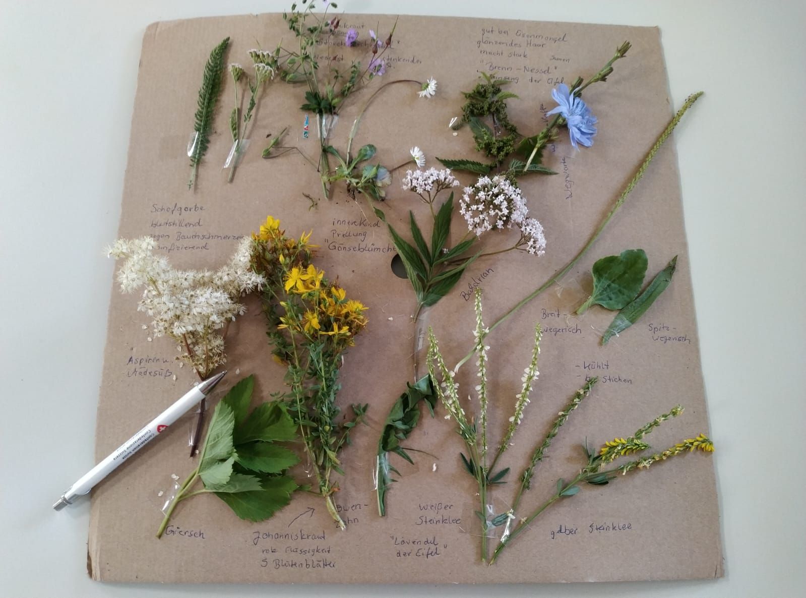 Weissdornblüten auf einer Bank