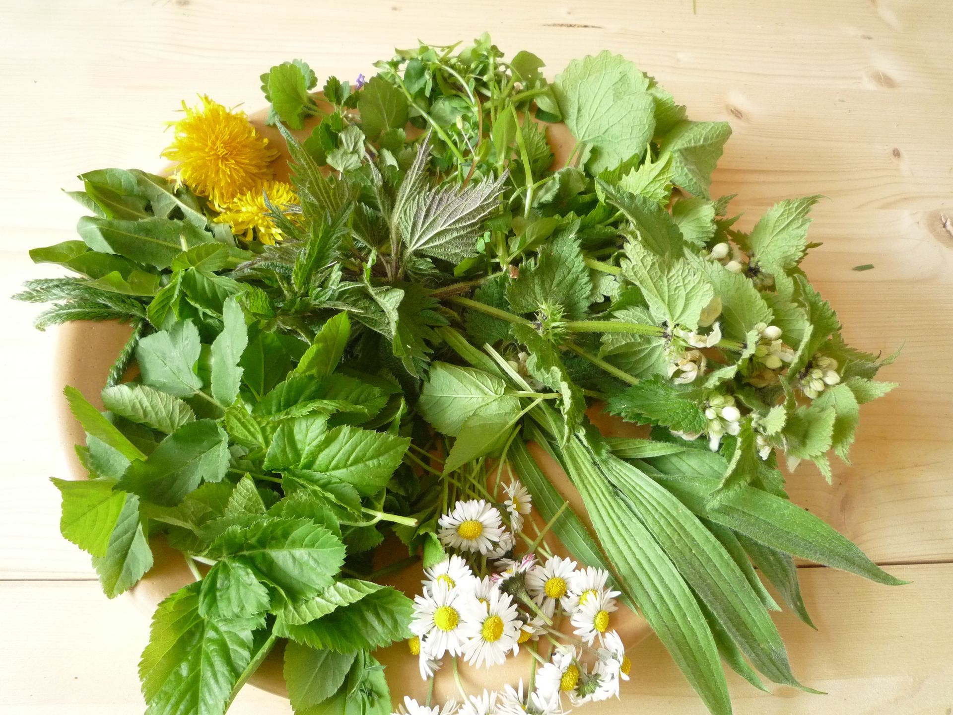 Einige grüne Gierschpflanzen