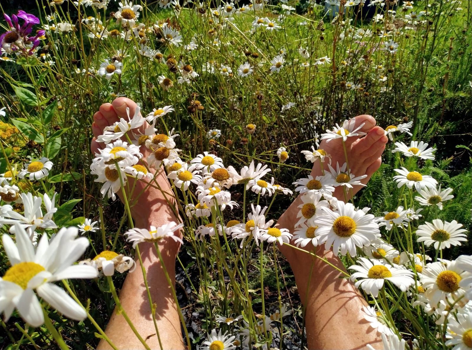 Die Füße einer Person stehen in einem Feld voller Gänseblümchen