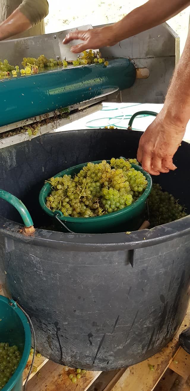 Production de vin à partir du Gringet