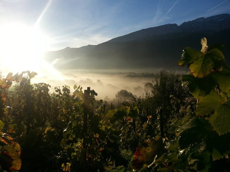 Des vignes avec coucher de soleil
