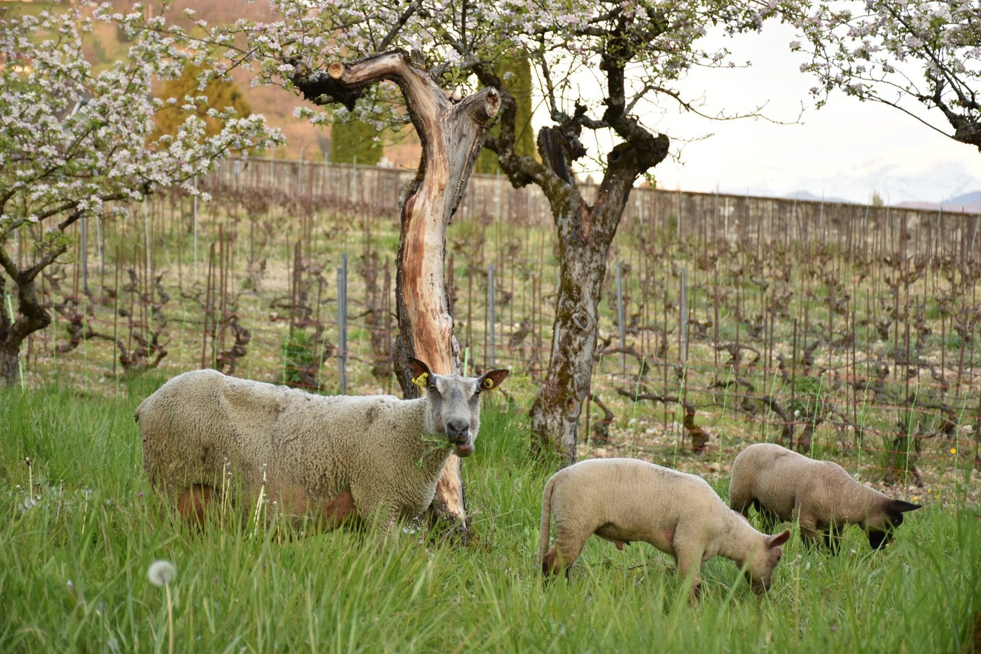 Moutons dans les vignes
