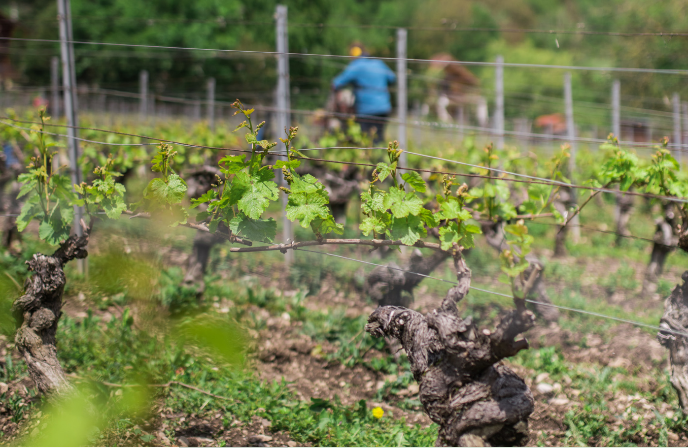 Parrainage d'un pied de vigne