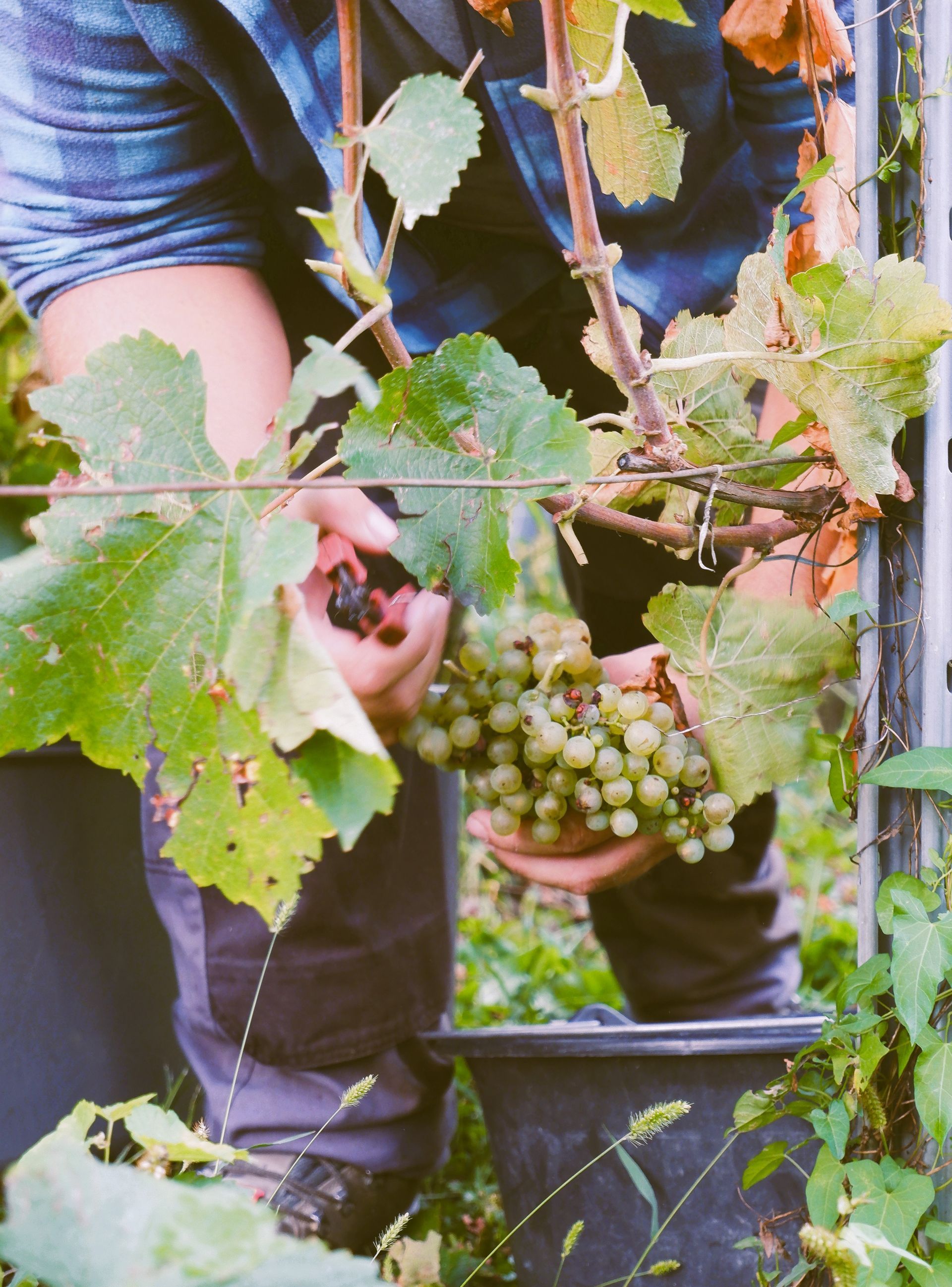 Vente de vins sur les marchés