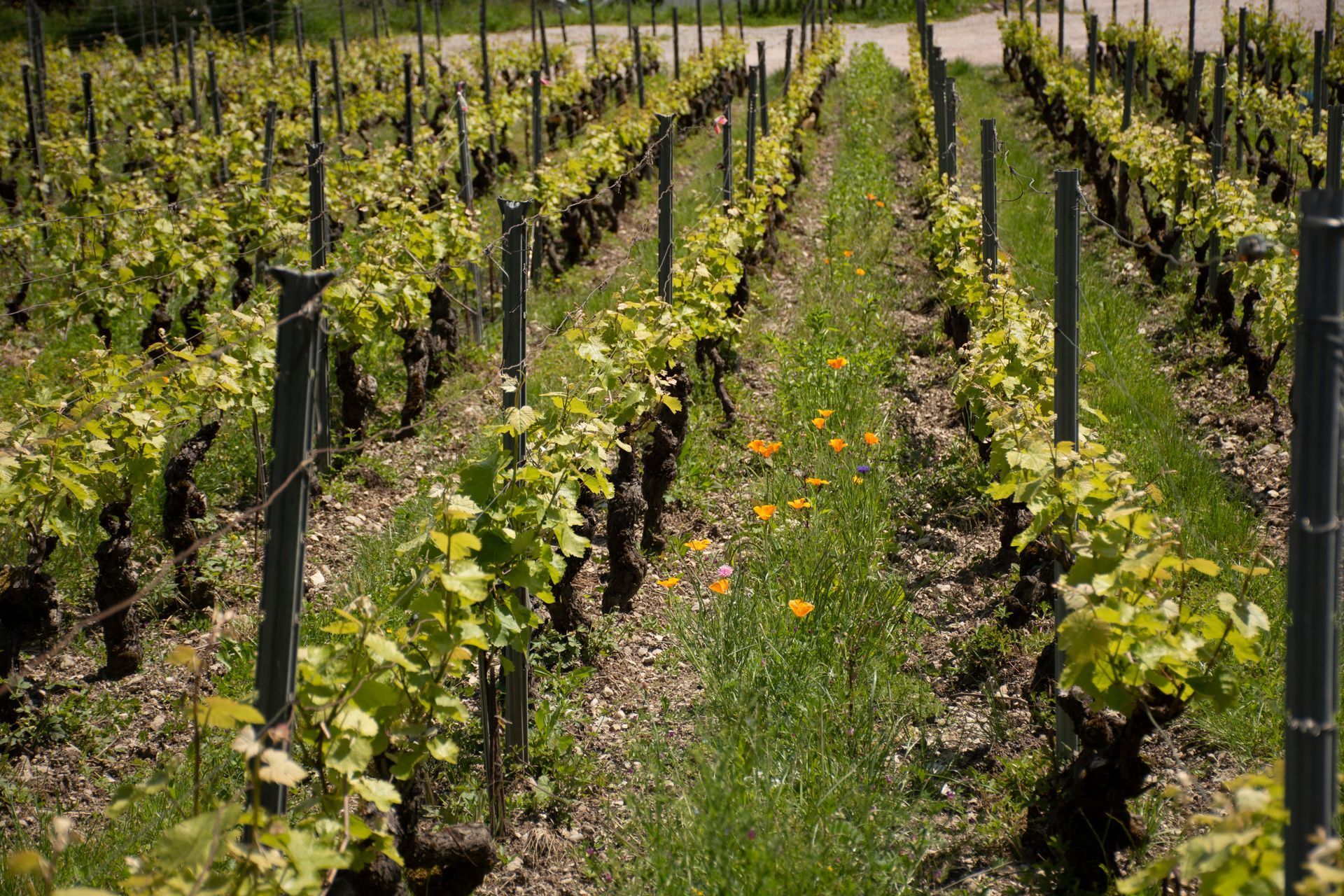 Entretien de la vigne