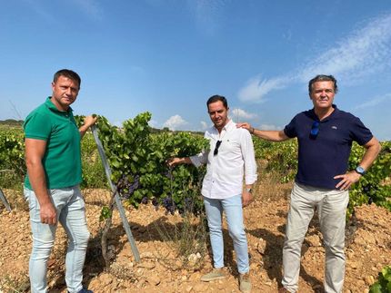 Tres hombres están parados en un viñedo mirando las uvas.