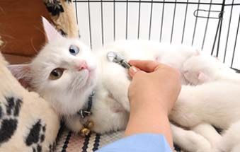 Gato blanco con heterocromía siendo examinado por una persona con un estetoscopio en una jaula.