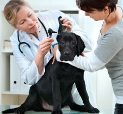 Veterinario examinando la oreja de un labrador negro con su dueño ayudándolo en el consultorio del veterinario.