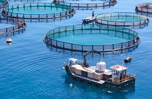 Jaulas flotantes para piscicultura en aguas azules, con una pequeña embarcación de trabajo cerca