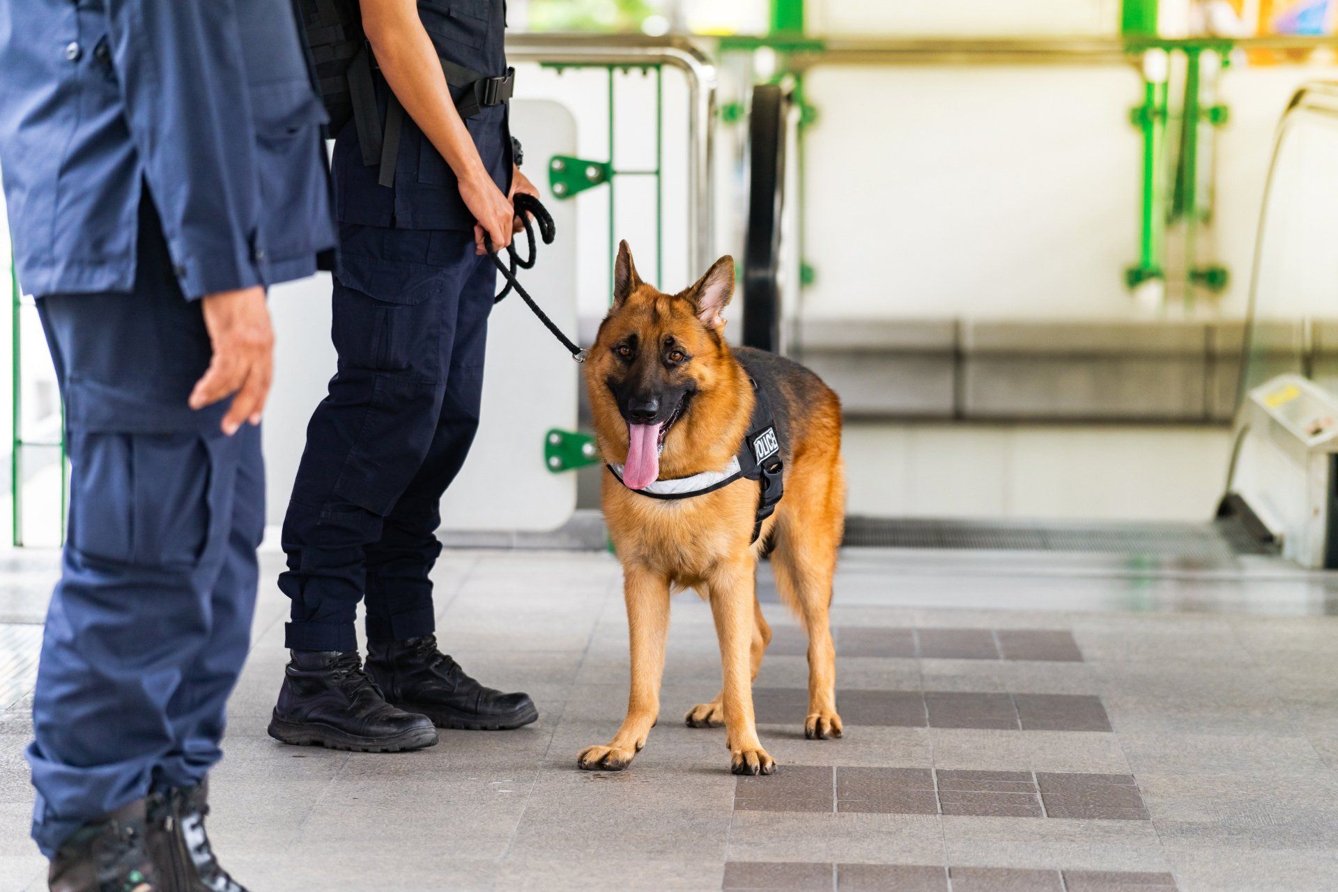 Agent de sécurité accompagné d'un chien