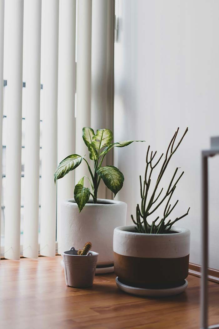 Dos plantas de interior en macetas sobre un suelo de madera junto a una ventana con persianas verticales blancas