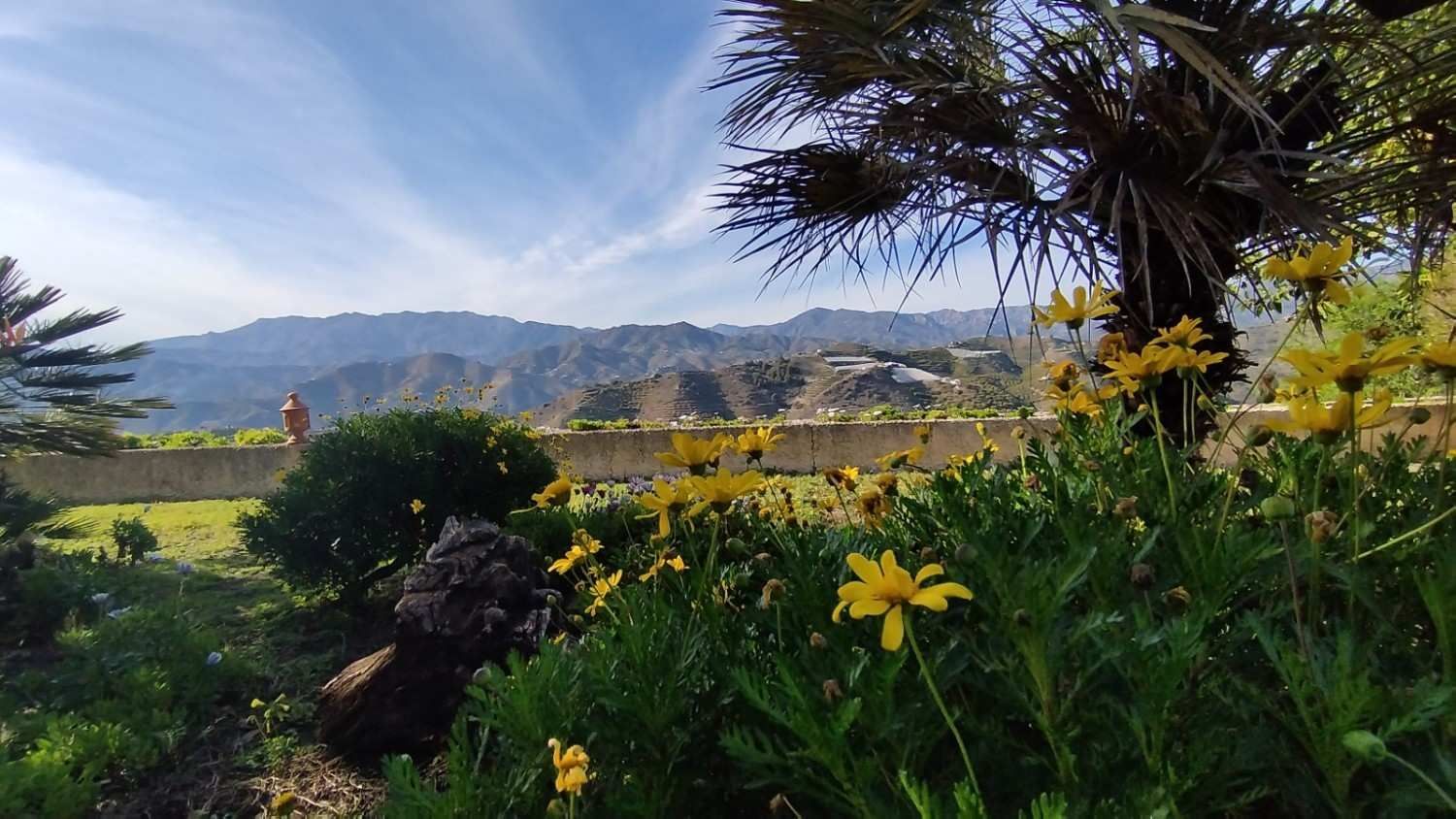 Una vista panorámica de un jardín exuberante con flores amarillas 
