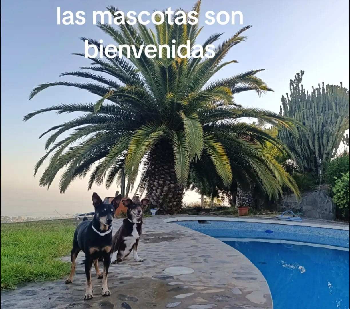 Dos perritos están de pie junto a una piscina en el patio trasero