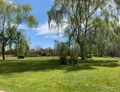 Un exuberante parque verde con árboles y césped en un día soleado.