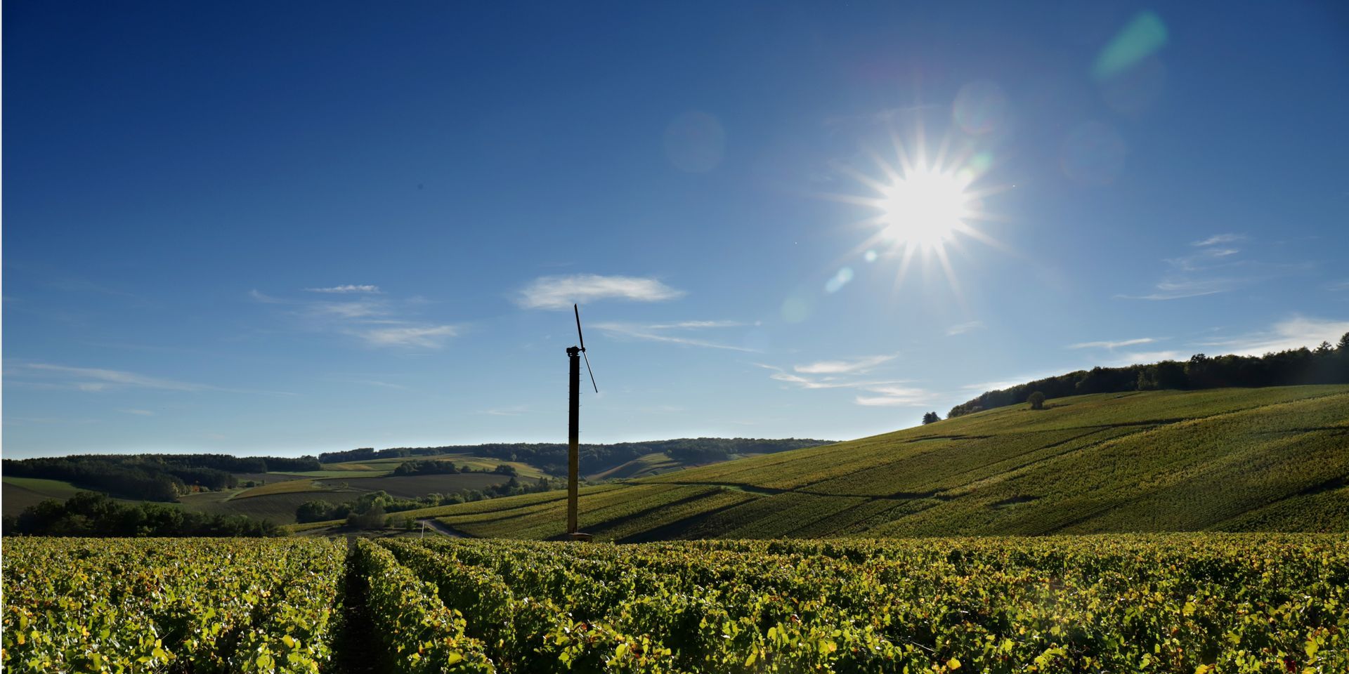 Ceps de vignes