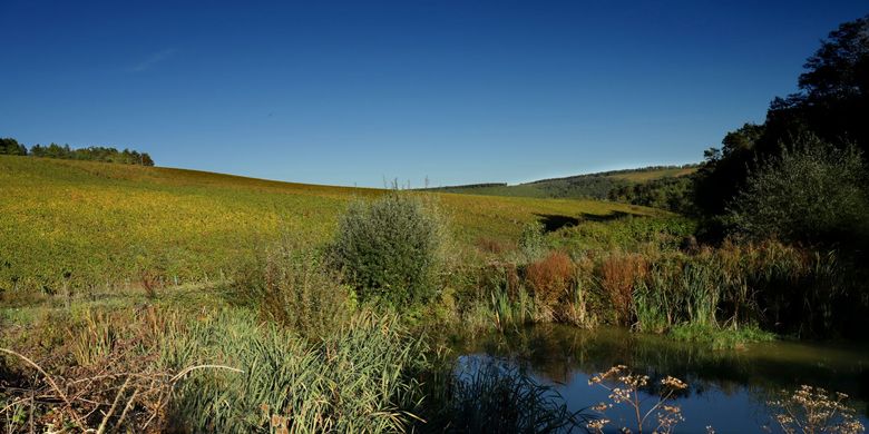 Vignes
