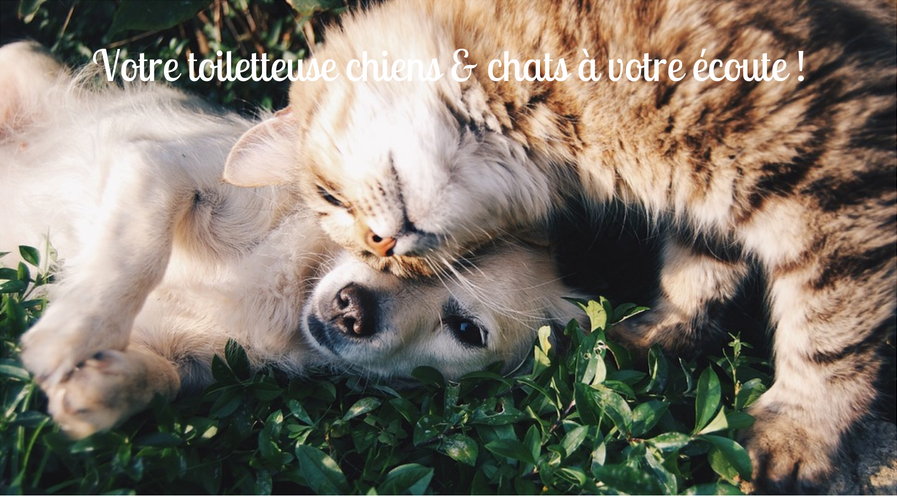 Votre toiletteuse chiens & chats à votre écoute ! Votre toiletteuse chiens & chats à votre écoute !