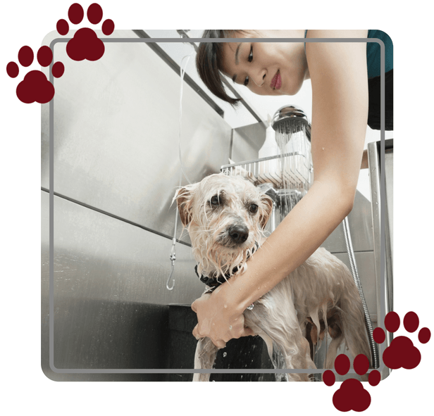 Votre Toiletteur Canin Et Pour Les Felides A Delle