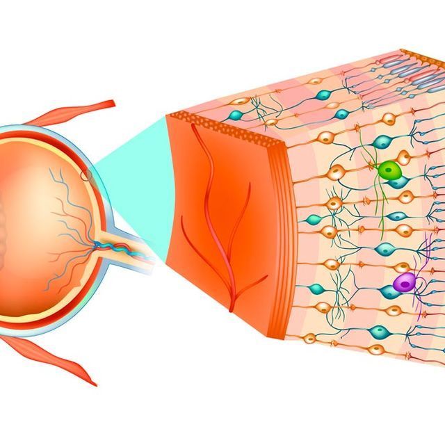 Diagrama del interior de un ojo humano.