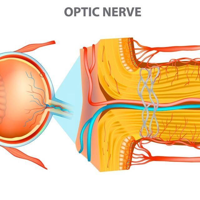 Diagrama del nervio óptico del ojo.