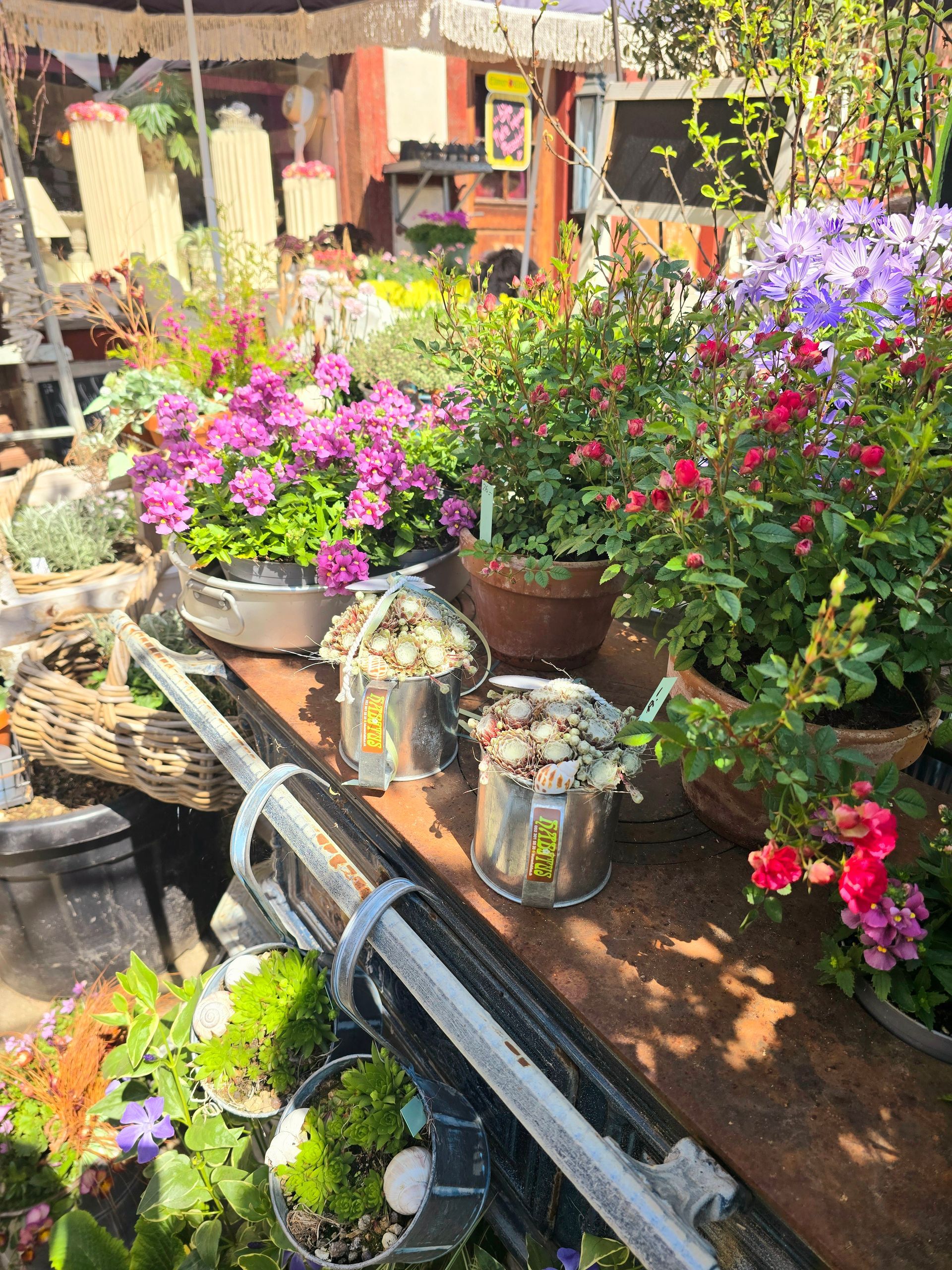 Auf einem Tisch stehen ein paar Topfpflanzen.