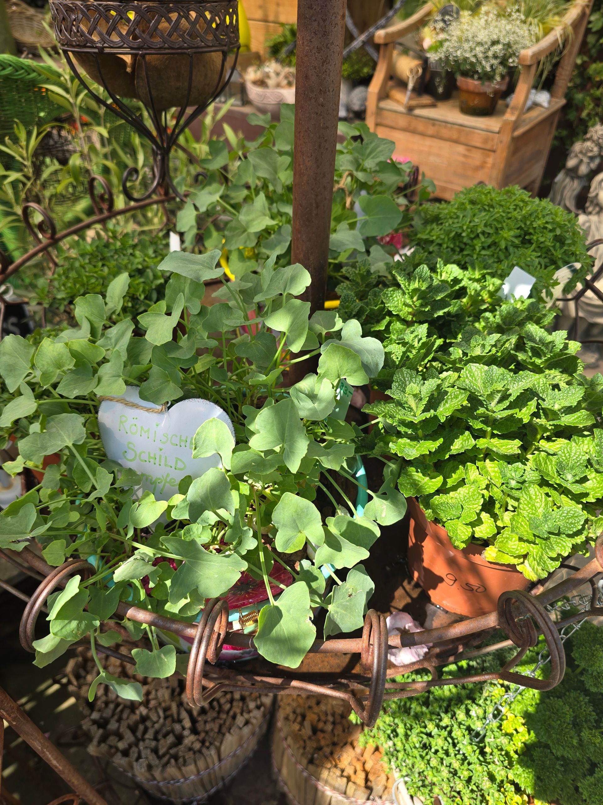 In einem Garten wachsen viele Topfpflanzen.