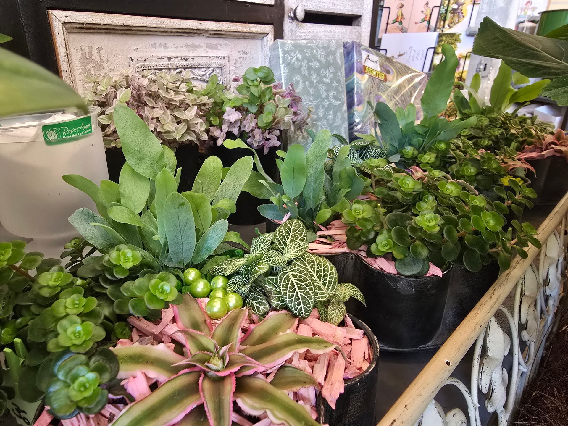 Auf einem Tisch stehen ein paar Topfpflanzen.