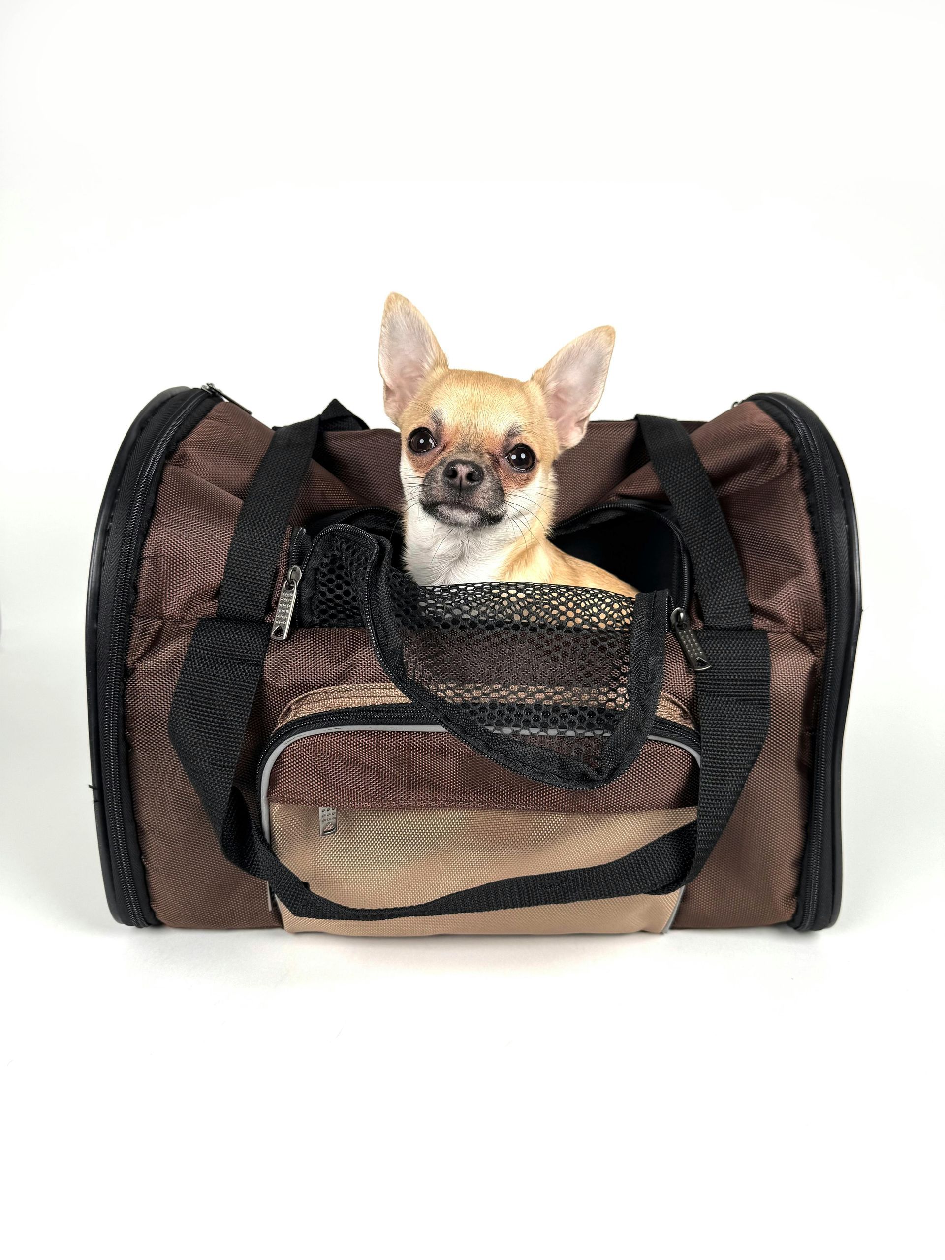 Un pequeño chihuahua de color canela asomándose de un transportín de malla negra sobre un fondo blanco.