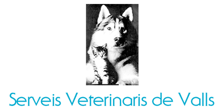 Una fotografía en blanco y negro de un husky y un gato.