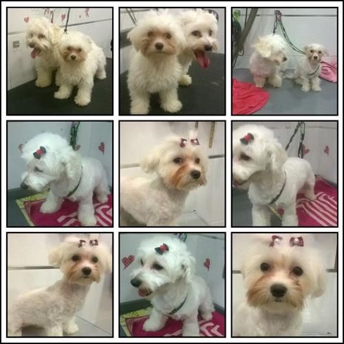 Un collage de fotografías de dos pequeños perros blancos.
