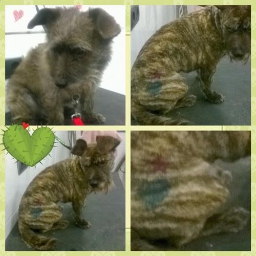Un collage de cuatro imágenes de un perro con un cactus en el fondo.