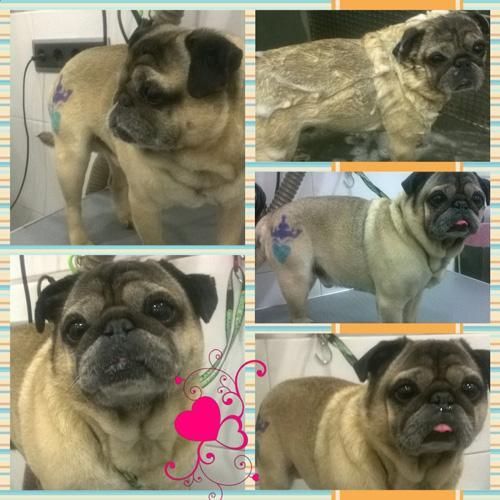 Un perro pug con un tatuaje en la espalda