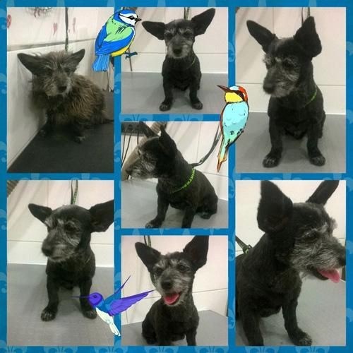 Un collage de imágenes de un perro con un pájaro en el fondo.