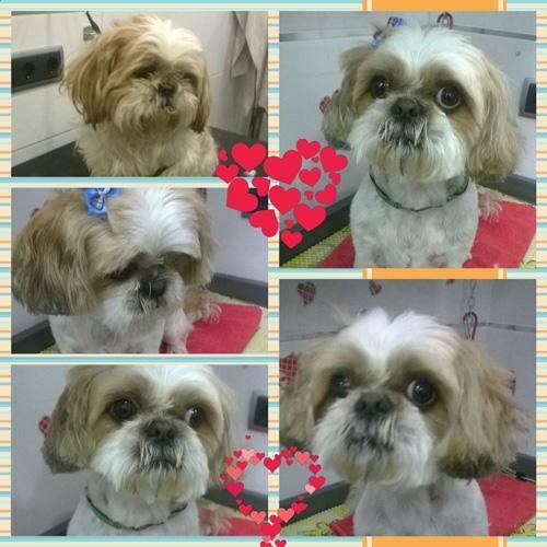 Un collage de cuatro imágenes de un perro shih tzu.