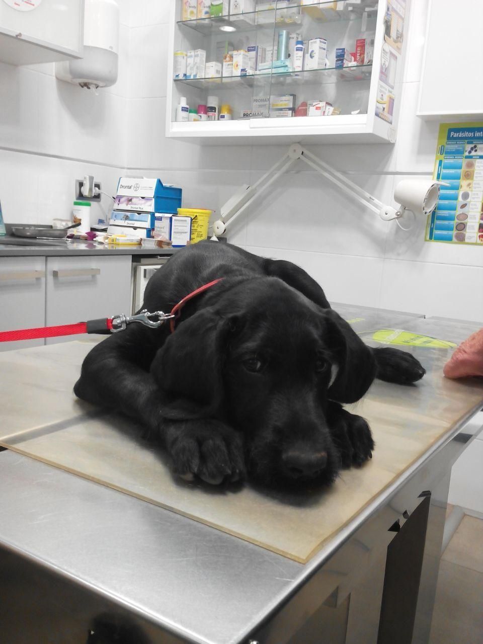 Un perro negro está acostado sobre una mesa en un consultorio veterinario.
