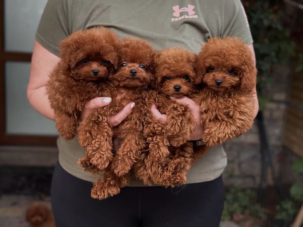 Persona sosteniendo cuatro pequeños cachorros de caniche de color marrón rojizo.