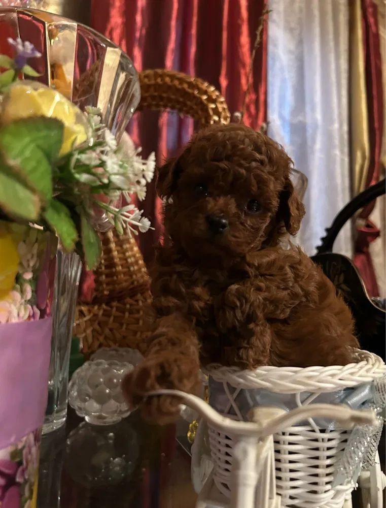 Cachorro de caniche toy marrón sentado en una canasta blanca; al lado de un jarrón con flores.