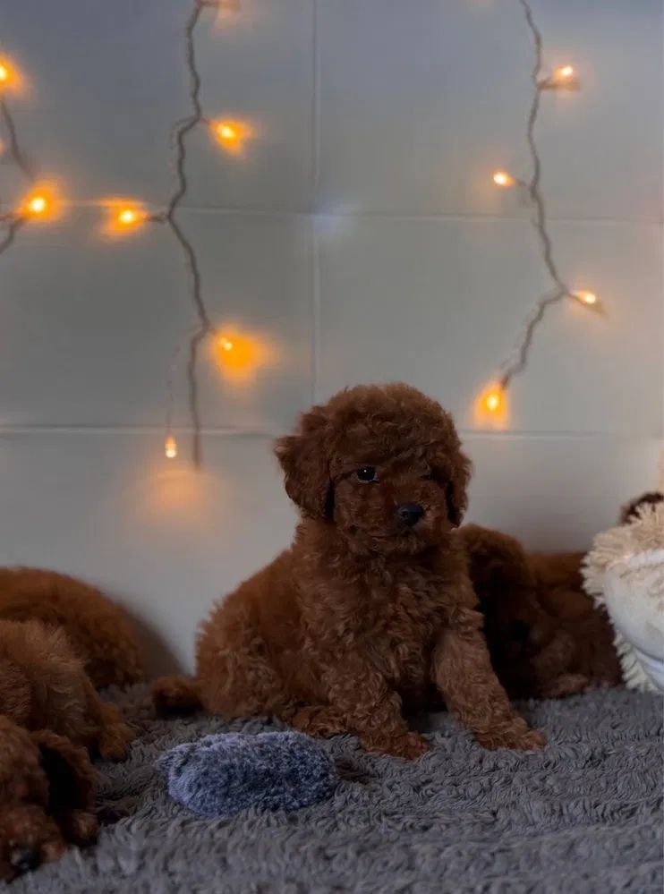 Cachorro caniche marrón sentado sobre una alfombra gris con otros cachorros, contra un fondo de cálidas luces de hadas.