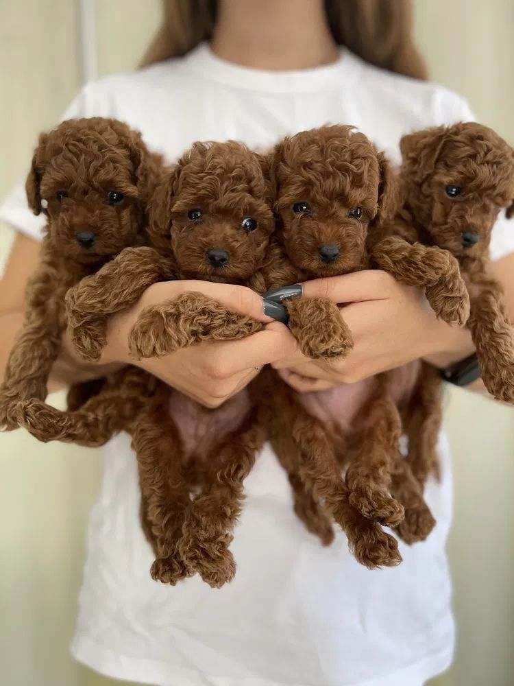 Cuatro cachorros de caniche marrón sostenidos en los brazos de alguien.