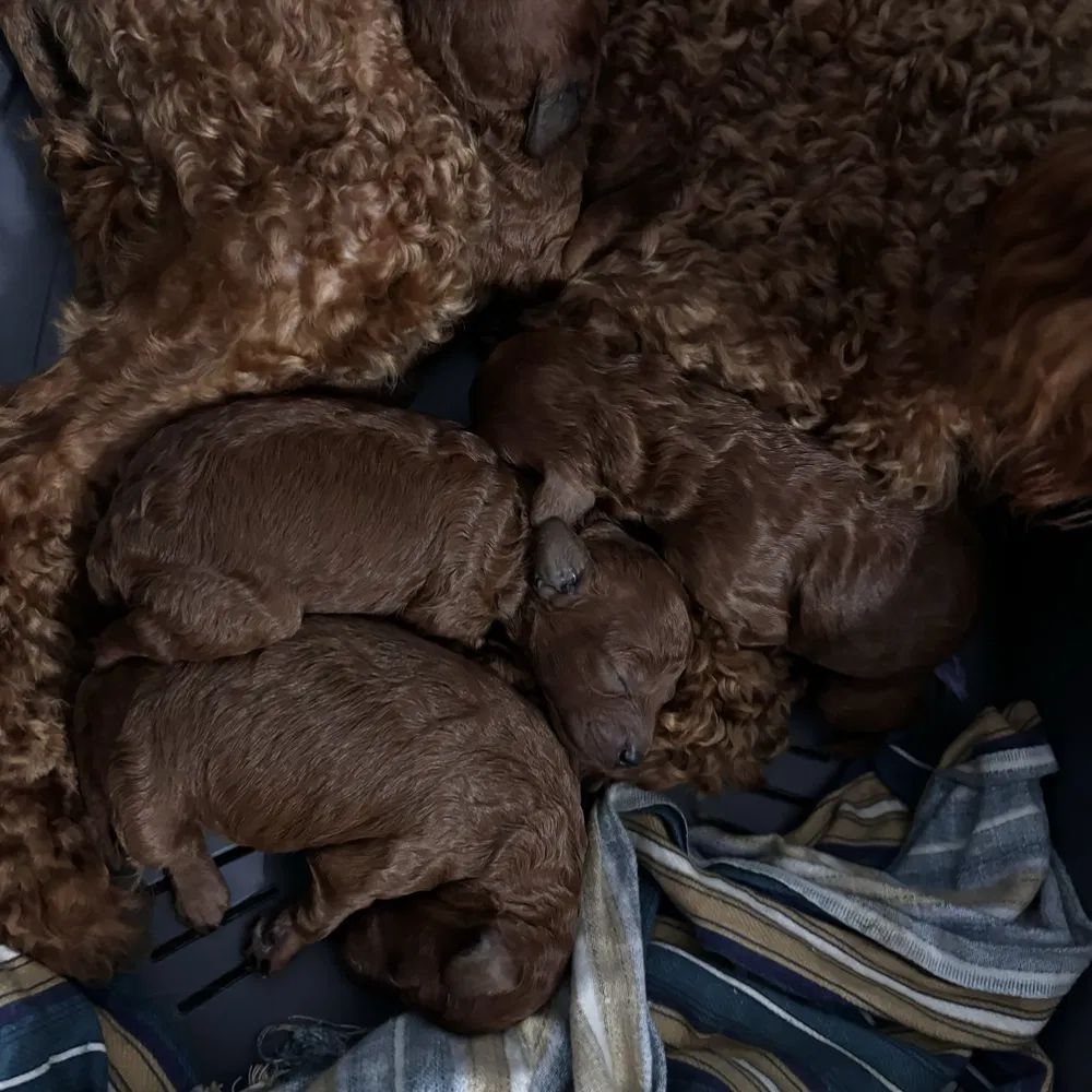 Caniche marrón y sus cachorros acurrucados juntos en una canasta con toallas.