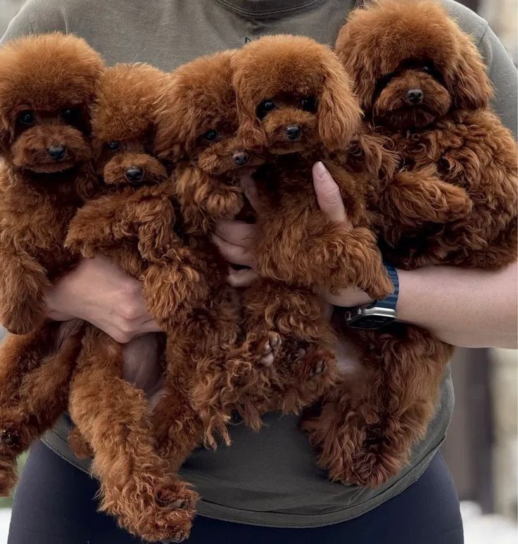Una persona sostiene cuatro cachorros de caniche toy marrón.