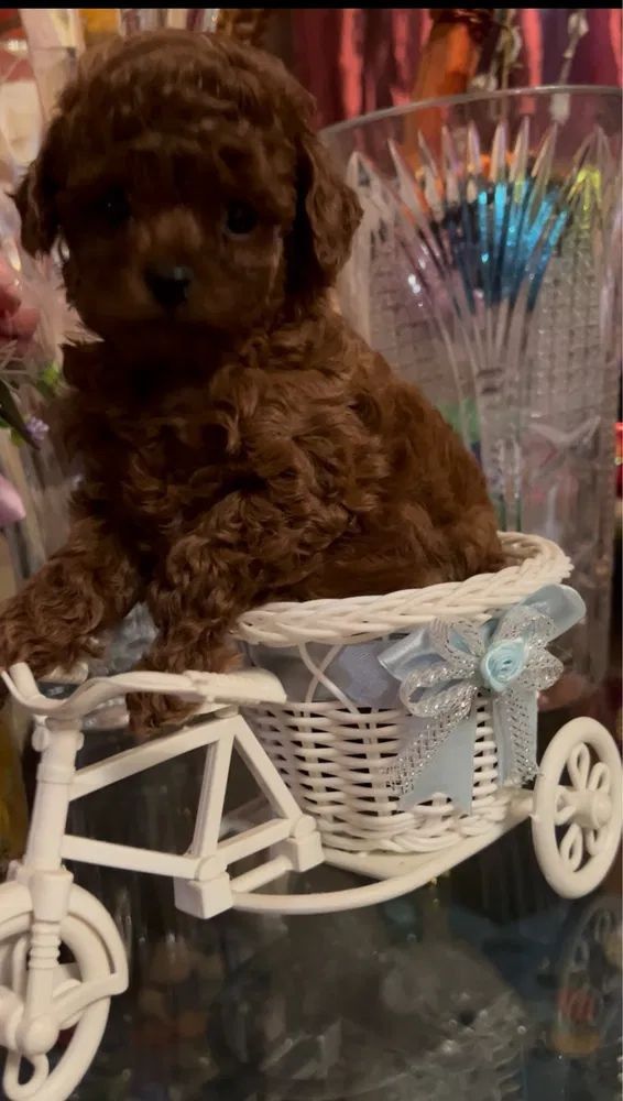 Cachorro de caniche marrón sentado en una canasta de triciclo de juguete blanca.