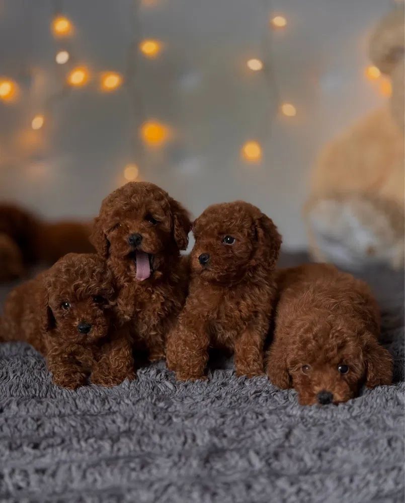Cuatro cachorros de caniche marrón sobre una alfombra gris, uno bostezando, con luces borrosas en el fondo.