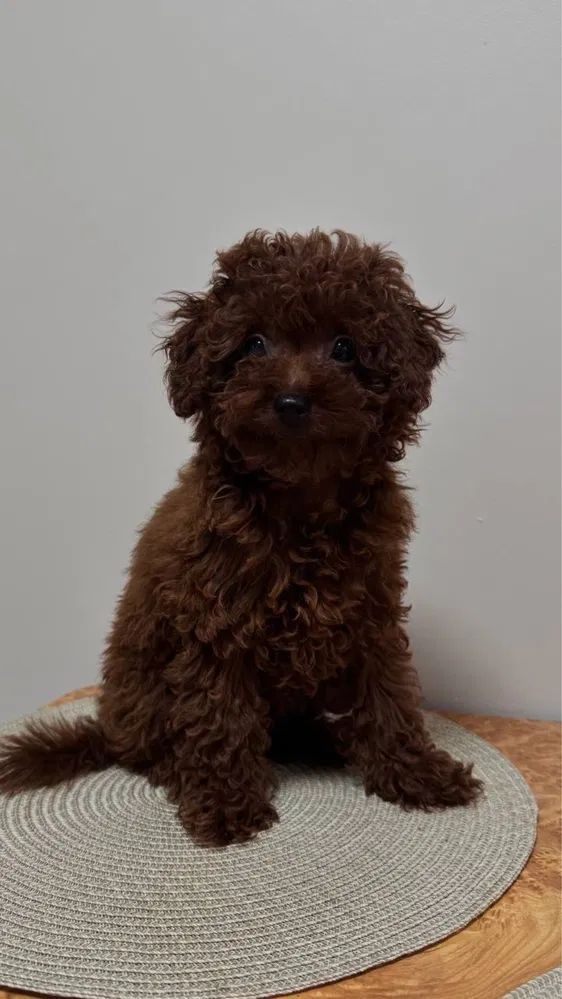 Cachorro de caniche toy marrón sentado sobre una alfombra texturizada.